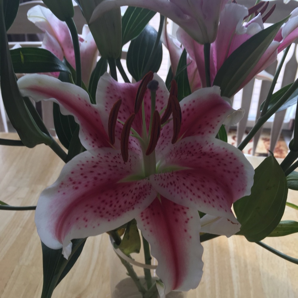 Meet your Posher, Rebekah